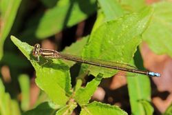 Natal sprite (Pseudagrion spernatum) female.jpg