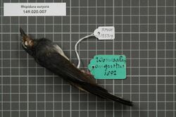 Naturalis Biodiversity Center - RMNH.AVES.135519 1 - Rhipidura euryura Muller, 1843 - Monarchidae - bird skin specimen.jpeg