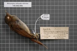 Naturalis Biodiversity Center - RMNH.AVES.139744 1 - Rhinomyias ruficauda ruficrissa Sharpe, 1887 - Muscicapidae - bird skin specimen.jpeg