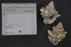Naturalis Biodiversity Center - RMNH.MOL.132623 - Reishia armigera (Link, 1807) - Muricidae - Mollusc shell.jpeg