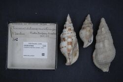 Naturalis Biodiversity Center - RMNH.MOL.207807 - Colubraria maculosa (Gmelin, 1791) - Colubrariidae - Mollusc shell.jpeg