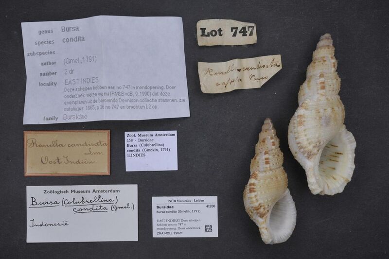 File:Naturalis Biodiversity Center - ZMA.MOLL.19021 - Bursa condita (Gmelin, 1791) - Bursidae - Mollusc shell.jpeg
