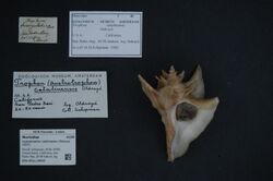 Naturalis Biodiversity Center - ZMA.MOLL.28845 - Austrotrophon catalinensis (Oldroyd, 1927) - Muricidae - Mollusc shell.jpeg