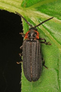 Net-winged Beetle - Eropterus trilineatus, Leesylvania State Park, Woodbridge, Virginia.jpg