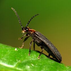 Net-winged Beetle - Flickr - treegrow (4).jpg