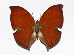 Nymphalidae - Zaretis itys.JPG