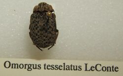 Omorgus tesselatus sjh.jpg