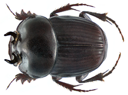 Onthophagus (Oolobonthophagus) quadridentatus (Fabricius, 1798) male (9529663189).png