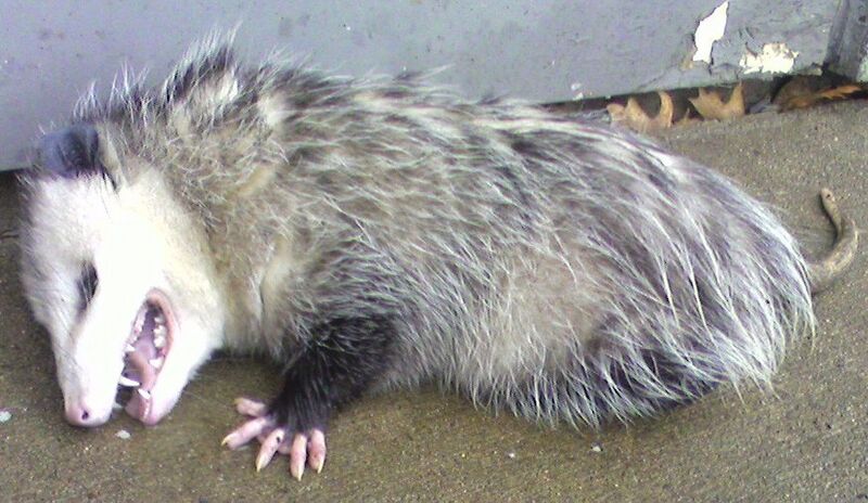 File:Opossum2.jpg