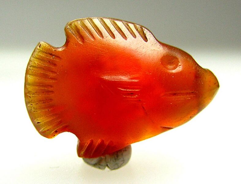 File:Oreochromis Cornelian.jpg
