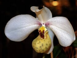 Paphiopedilum emersonii Orchi 078.jpg