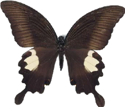 Papilio (Menelaides) sataspes sataspes Felder & Felder (female), Sulawesi (Tondano, Fruhstorfer Coll.).png