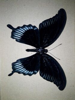 Papilio ascalaphus ascalaphus.jpg