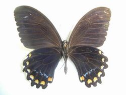 Papilio bridgeiVerso.JPG