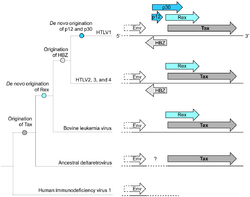 Pavesi ploscompbio 2013 fig4.png