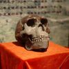 Peking Man Skull (replica) presented at Paleozoological Museum of China.jpg
