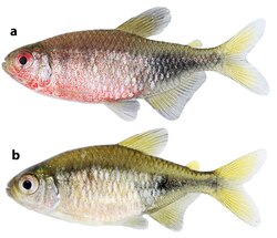 Phycocharax rasbora (10.1371-journal.pone.0170648) Figure 3.tiff