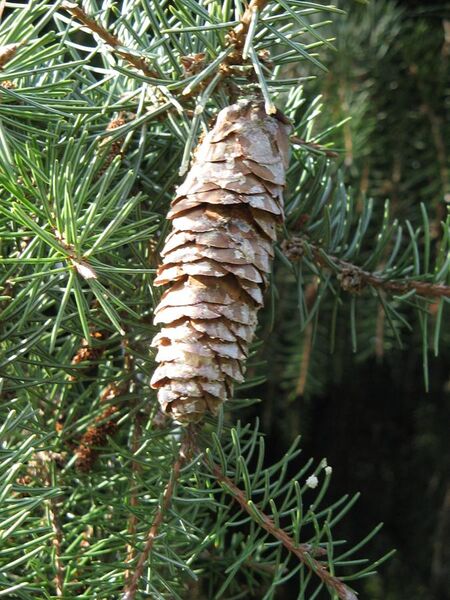 File:Picea breweriana mature cone.jpg