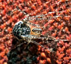 Pirate spider female (Mimetidae sp.)