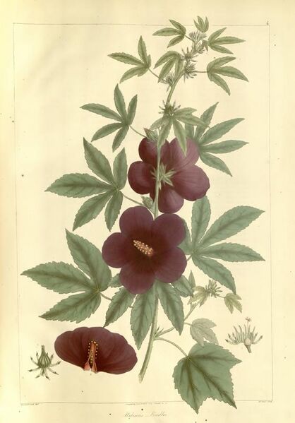 File:Plantae Asiaticae Rariores - plate 004 - Hibiscus Lindlei.jpg