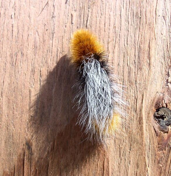 File:Platyprepia virginalis caterpillar.jpg
