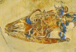 Pontosaurus kornhuberi skull 34.JPG