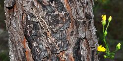 Prairie Lizard (Sceloporus consobrinus) Hardin Co. Texas. photo W. L. Farr.jpg