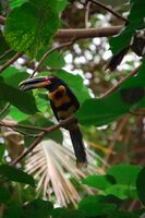 Pteroglossus erythropygius -Dallas World Aquarium, USA-8a.jpg