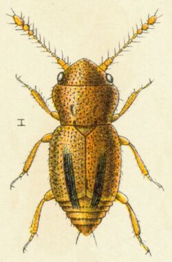 Ptinella limbata.jpg