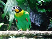 A green parrot red-tipped wings, a yellow collar and cheek, a black head, and white eye-spots