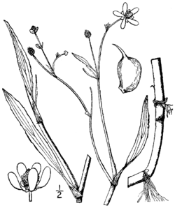 Ranunculus ambigens drawing.png