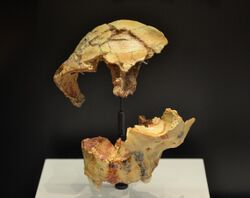 Reproducciones del cráneo (frontal ATD6-15 ) y mandíbula (parte del esqueleto facial ATD6-69) del Niño de la Gran Dolina (Homínido 3). Museo Arqueológico Nacional de España.jpg