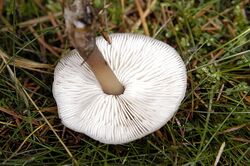 Rhodocollybia.butyracea2.-.lindsey.jpg