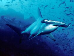 Scalloped hammerhead cocos.jpg