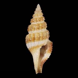 Seashell Clathurella colombi.jpg