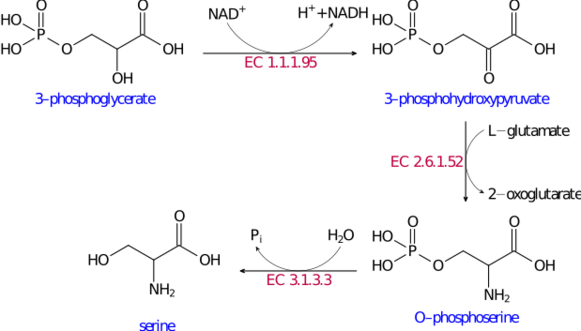 File:Serine biosynthesis.svg