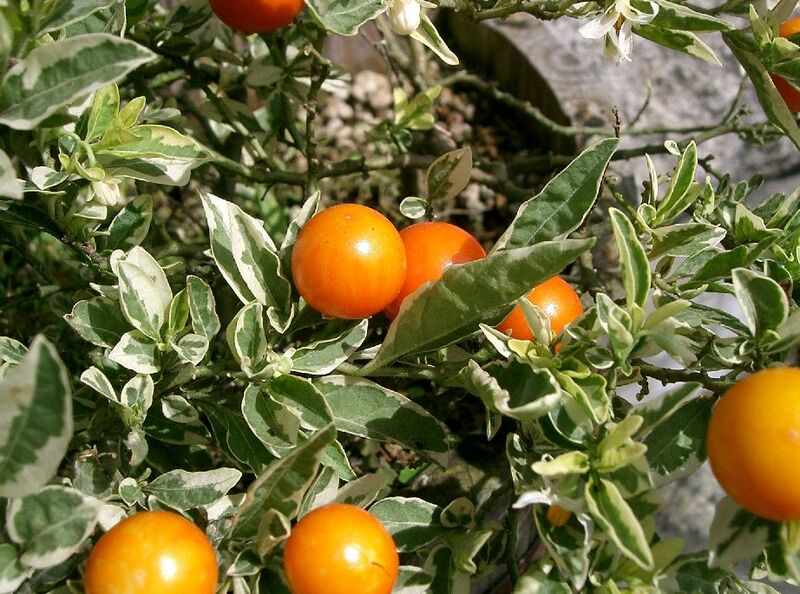 File:Solanum pseudocapsicum2.jpg