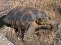 Sonoran Desert Tortoise FWS 11909.jpg