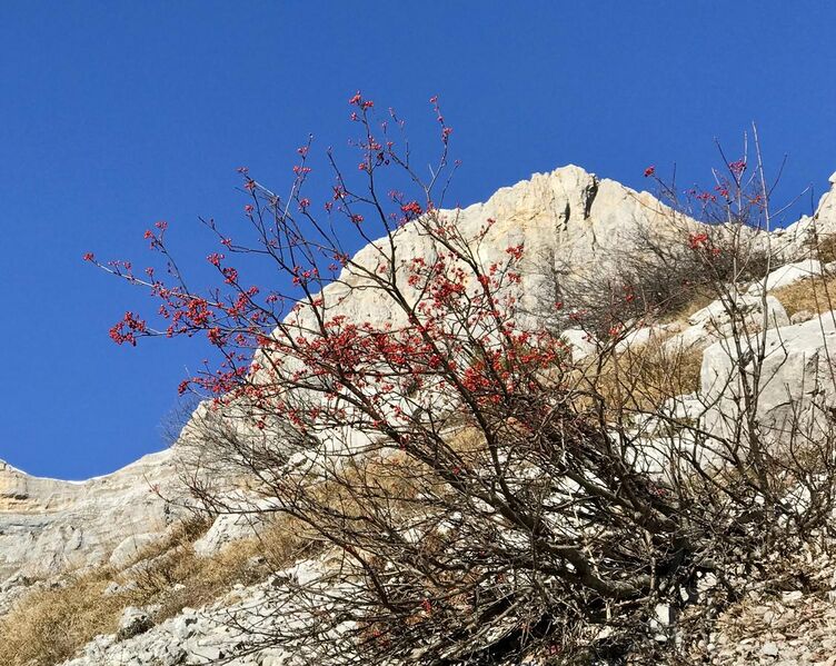 File:Sorbus aucuparia in the fall.jpg