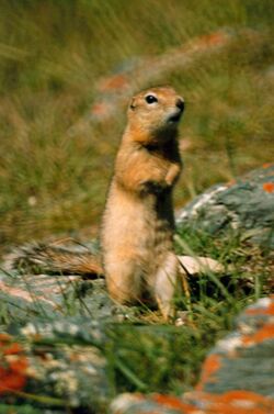 Spermophilus undulatus1.jpg