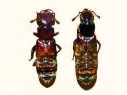 Staphylinidae - Creophilus variegatus.JPG