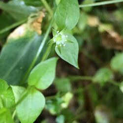 Stellaria crispa.jpg