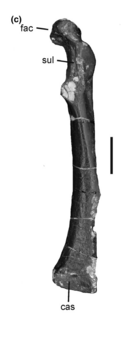 Stemec Coracoid.png