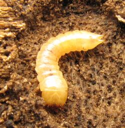 Synchroa punctata larva.jpg