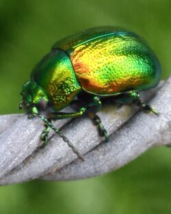 Tansy Beetle (Chrysolina Graminis) in York, UK (cropped).jpg