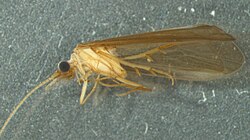 Tasiagma ciliata.jpg