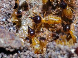 Termites (Nasutitermes corniger) (8371245976).jpg