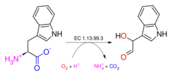 Tryptophan 2'-dioxygenase.svg