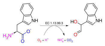 Tryptophan 2'-dioxygenase.svg
