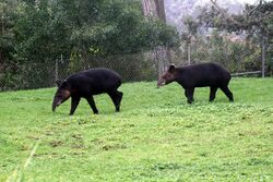 Two Tapirus pinchaque.jpg